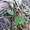 Leucaena