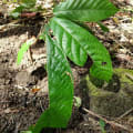 Cacao