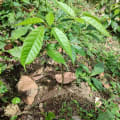 Ocobo