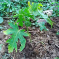 Papaya