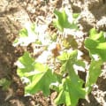 Barbados Nut