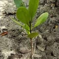 Mangrove Blanche