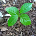 Markhamia