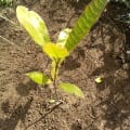 Cashew