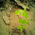 Moringa