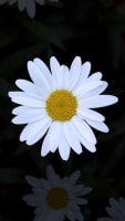 Margherita Bonetto