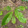 Cacao