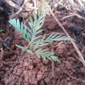 Grevillea