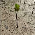 Cool Mangrove