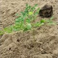 Moringa