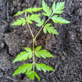 Neem