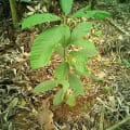 Cacao