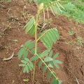 Tephrosia