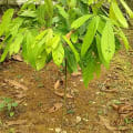 Cacao