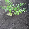 Grevillea