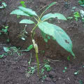 Avocatier