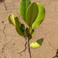 Mangrovia gialla