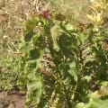 Barbados Nut