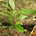 Cacao