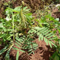 Tephrosia