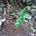 Citronnier