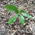 Cacao