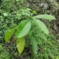 Baobabbuko Tree