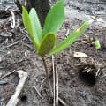 Mangrovia Rossa