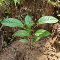 Roble