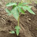Papaya