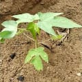 Papaya
