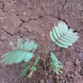 Calliandra