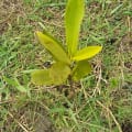 Red Mangrove