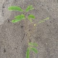 Albizia