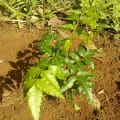 Neem