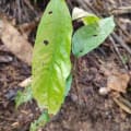 Cacao