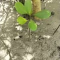 White Mangrove