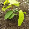 Cacao