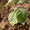 Custard apple