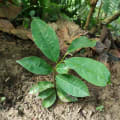 Graviola