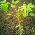Moringa