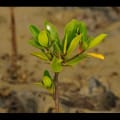 Mangrove