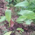 Cacao
