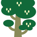 Roter Seidenwollbaum