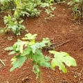Papaya