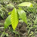 Cacao