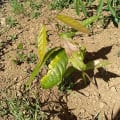 Cacao