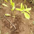 African Mahogany