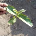 Guava
