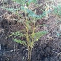 Grevillea